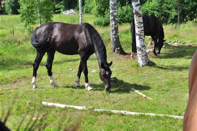 Silberhit Bete sommaren 2012