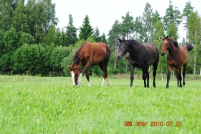 Sommarbete 2011