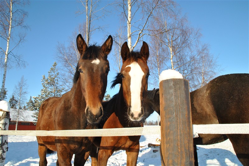 Brescia och ultra kamera feb2010 057.JPG