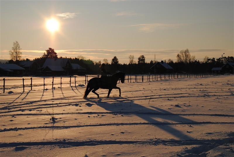 hrlig_vinter_trav_i_solnedgng.jpg