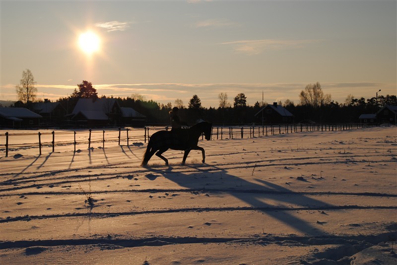 hrlig_vinter_trav_i_solnedgng.jpg