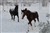 DSC_0333.JPG