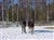 fölisarna 044.jpg