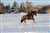 galopp.JPG